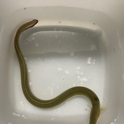 ウナギ