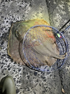 アカエイの釣果