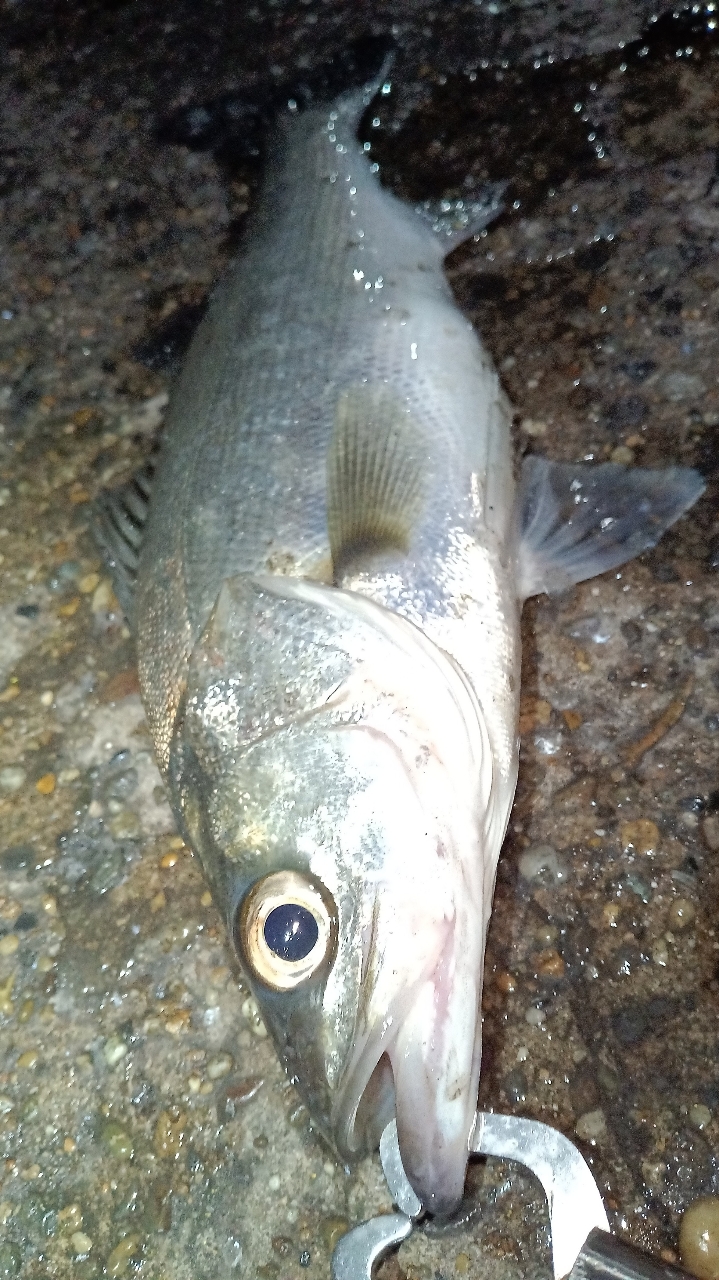 SHIMANO 22サハラ C3000HGの最安値・インプレ・釣果 | 本音の