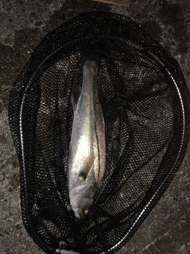 セイゴ(マルスズキ)の釣果