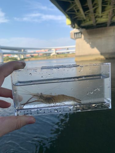 テナガエビの釣果