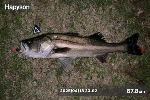 シーバスの釣果