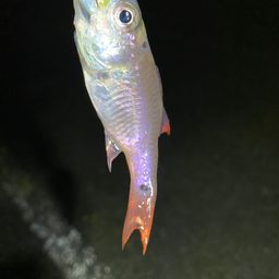 ネンブツダイ