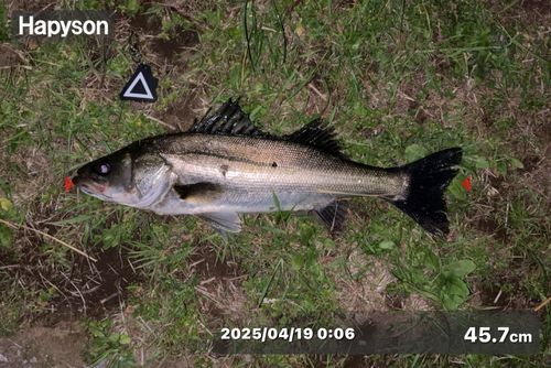 シーバスの釣果
