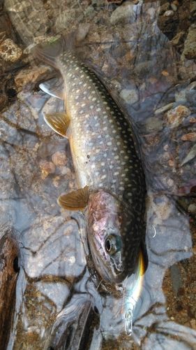 イワナの釣果