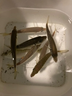 マアジの釣果