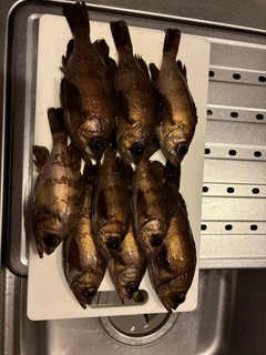 メバルの釣果