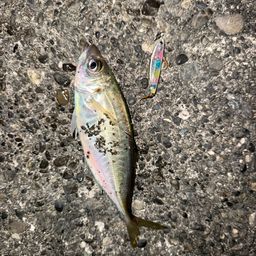 アジ