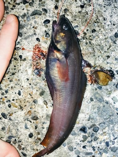 エゾイソアイナメの釣果