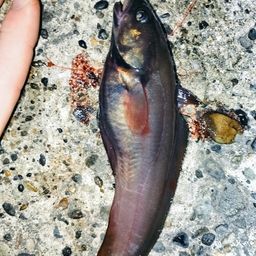 エゾイソアイナメ