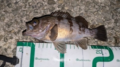 メバルの釣果