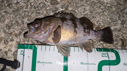 メバルの釣果