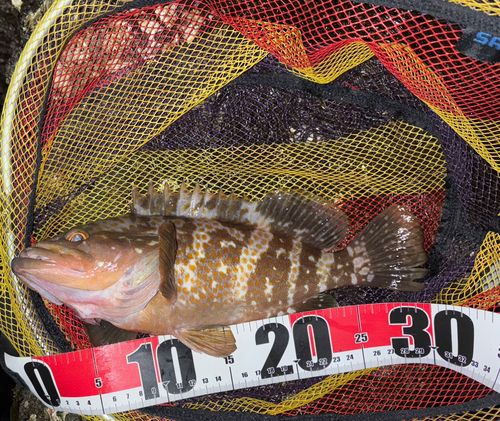 アコウの釣果
