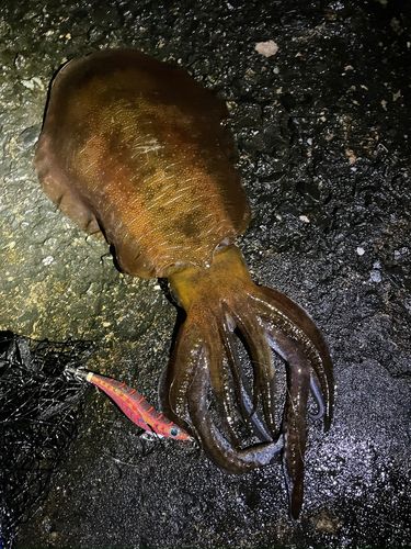 アオリイカの釣果