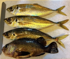 マアジの釣果