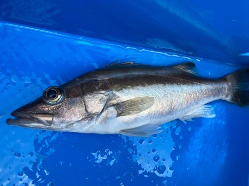 アラの釣果
