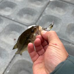 ラージマウスバス