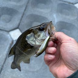 ラージマウスバス