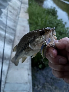 ラージマウスバスの釣果