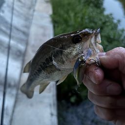 ラージマウスバス