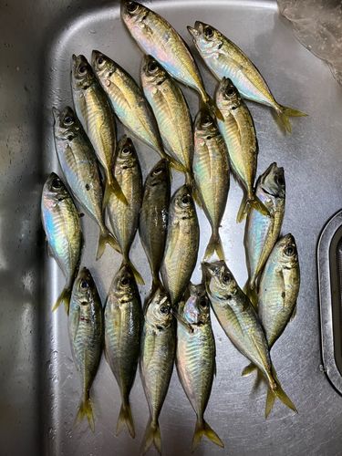 アジの釣果
