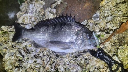 クロダイの釣果