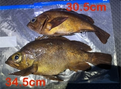メバルの釣果
