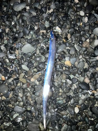 タチウオの釣果