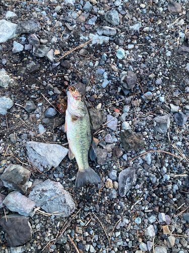 ラージマウスバス