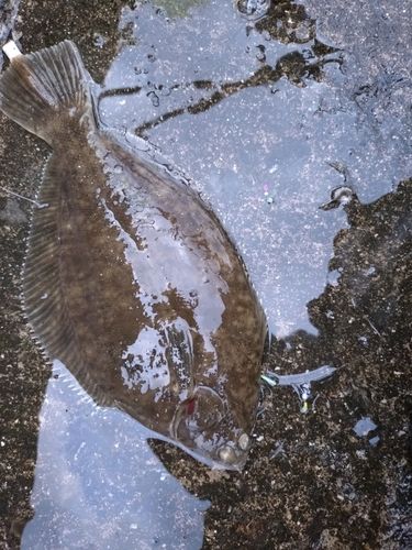 マコガレイの釣果