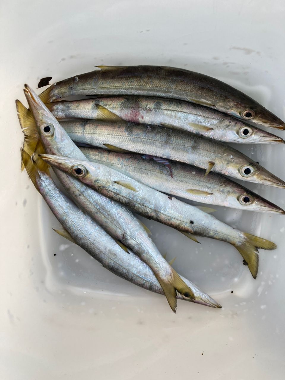 カマス