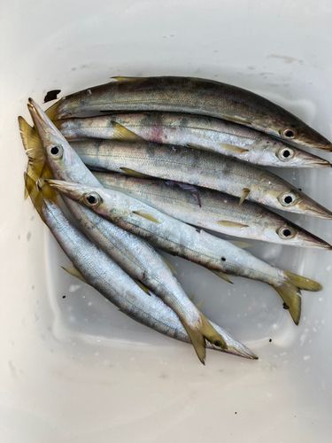 カマスの釣果