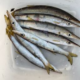 カマス