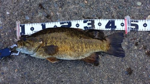 スモールマウスバス