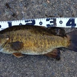 スモールマウスバス