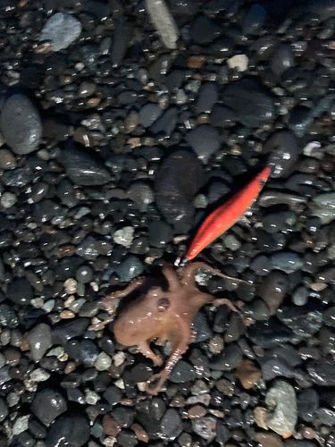 タコの釣果