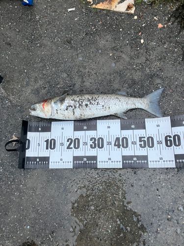 ボラの釣果