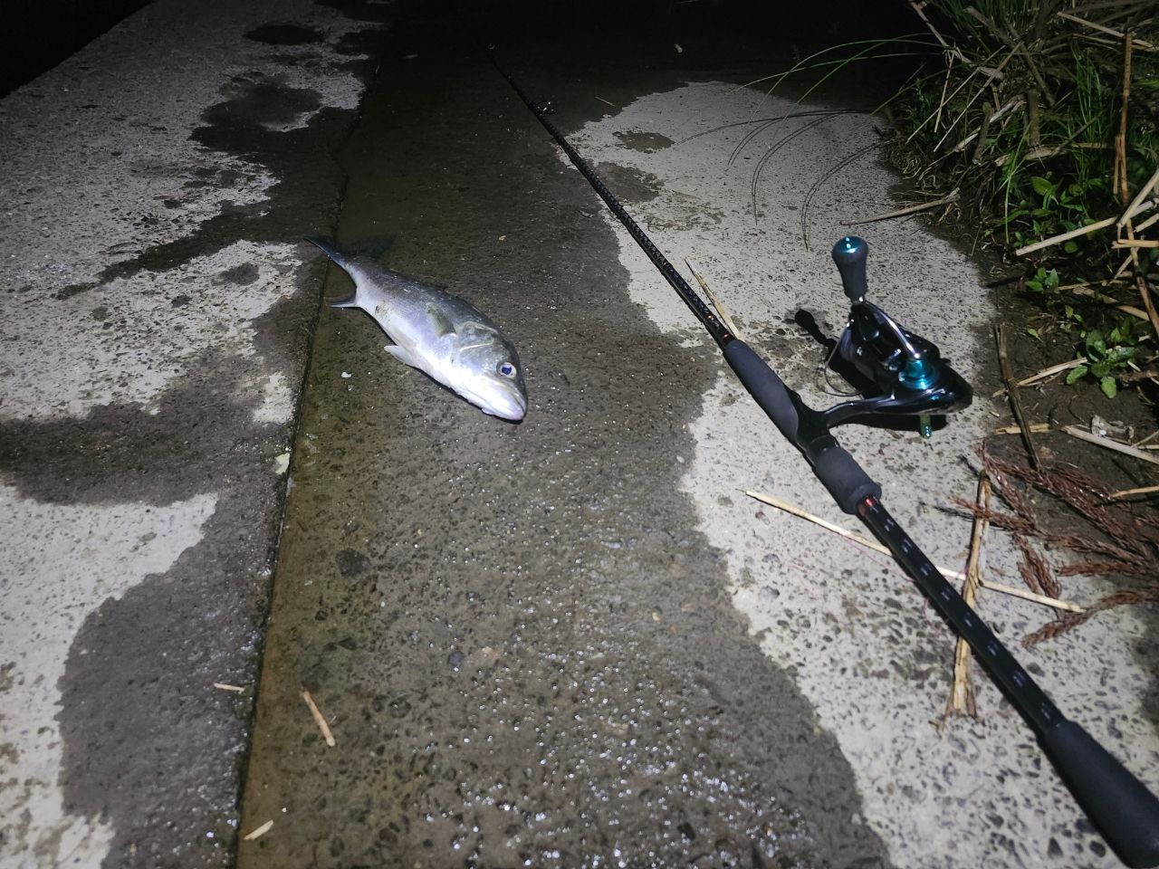 フッコ（マルスズキ）