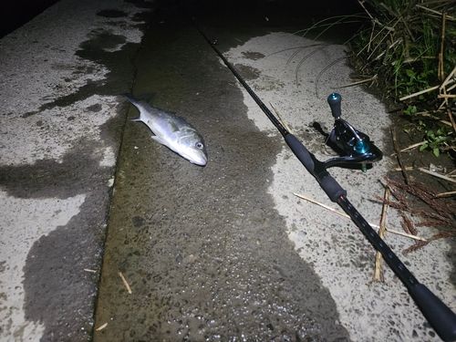 フッコ（マルスズキ）の釣果