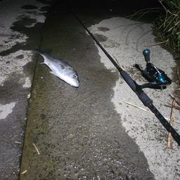 フッコ（マルスズキ）