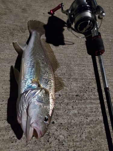 イシモチの釣果