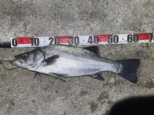 ヒラスズキの釣果