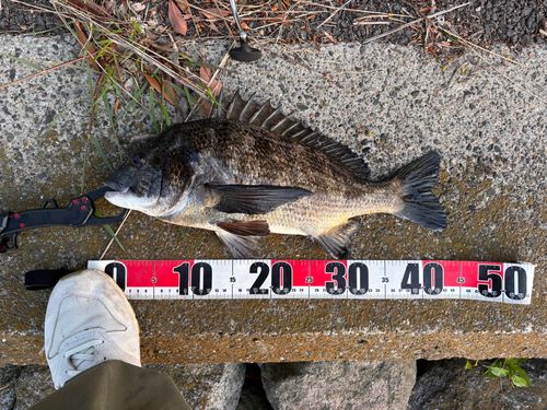 クロダイの釣果