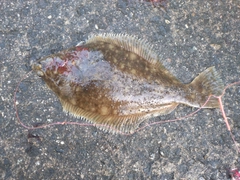 マコガレイの釣果