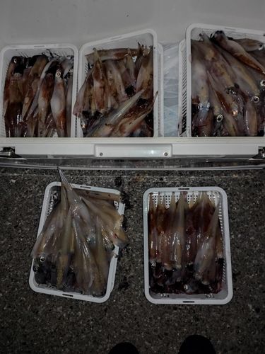 ヤリイカの釣果