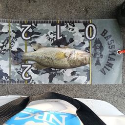 ブラックバス