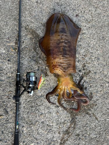 アオリイカの釣果