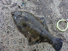 クロガシラガレイの釣果