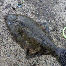 クロガシラガレイ