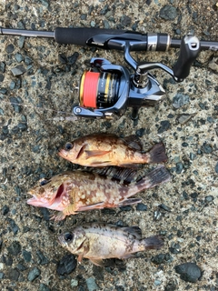 アラカブの釣果